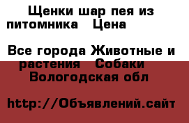 Щенки шар-пея из питомника › Цена ­ 15 000 - Все города Животные и растения » Собаки   . Вологодская обл.